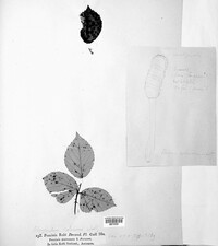 Phragmidium rubi-idaei image